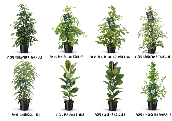 <h4>Ficus Groen mix</h4>