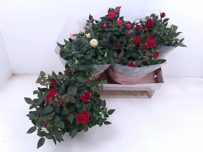 <h4>RO FAV RO GEM 3 SRT</h4>