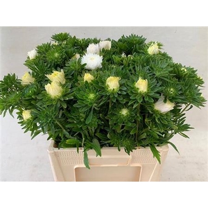 Callistephus White Per Bos