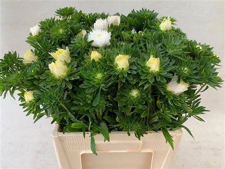 <h4>Callistephus White Per Bos</h4>