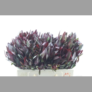 Leucad Saf Sunset Spray