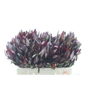 Leucad Saf Sunset Spray