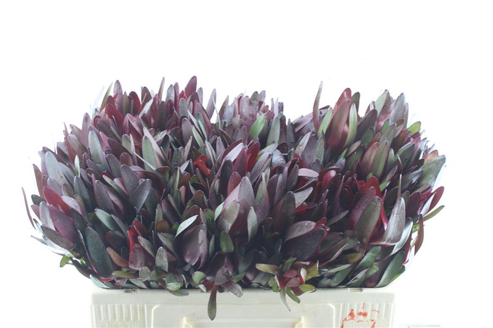 <h4>Leucad Saf Sunset Spray</h4>