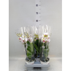 Phalaenopsis multi. 'FC Safe Haven'