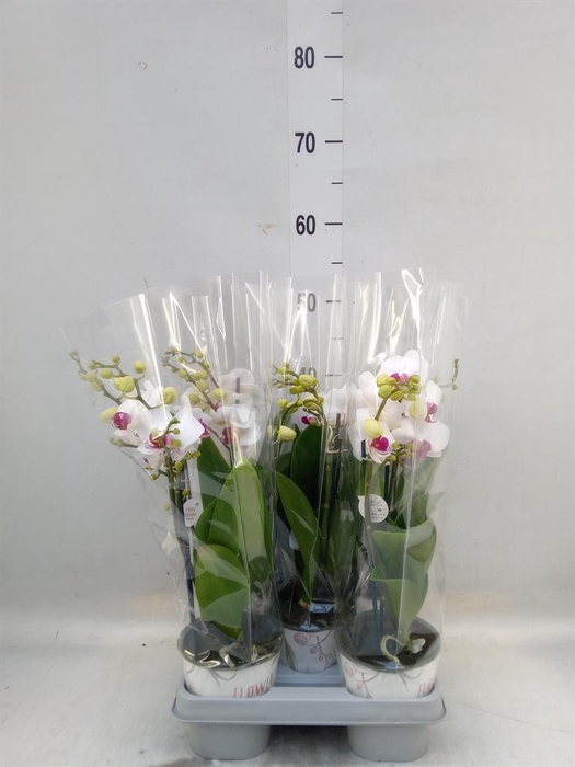<h4>Phalaenopsis multi. 'FC Safe Haven'</h4>