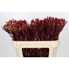 Leucadendron Jester