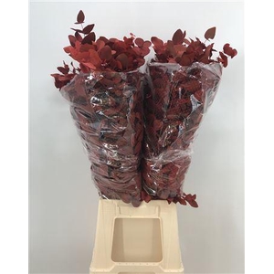 Euca Col Cinerea Red