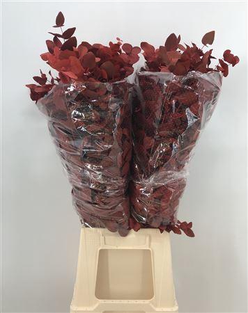 Euca Col Cinerea Red