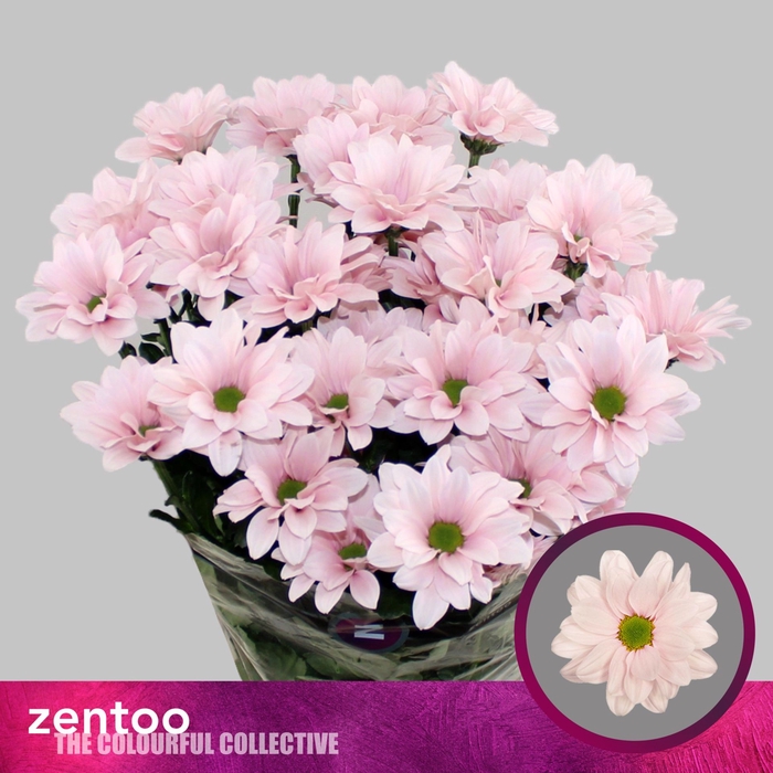 <h4>CHRYSANTHEMUM TR 'BABE'</h4>