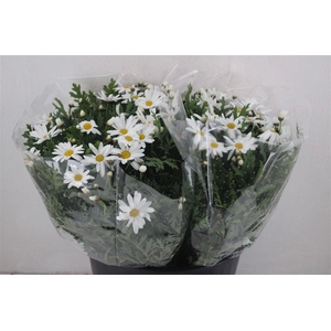 Margriet White Extra P Stem