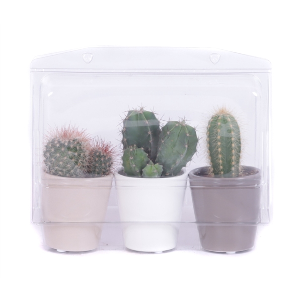 <h4>3x cactus 5,5 cm in 3 kleuren sierpot in blister</h4>