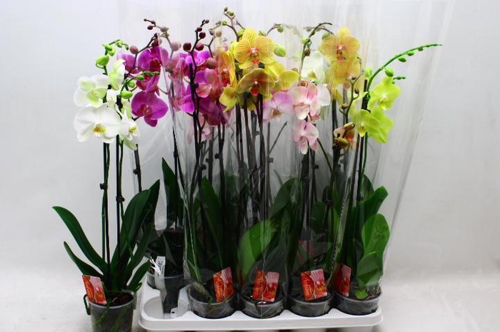 <h4>PHAL GEM 7 KL</h4>