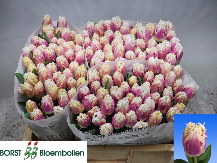 <h4>TU FR HAWAII</h4>