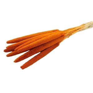 DRY BABALA ORANGE