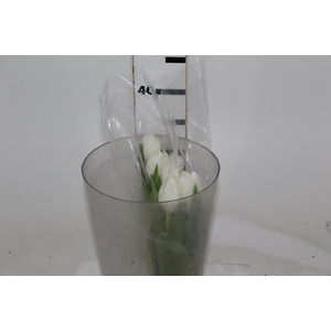 TULIPA BRANCO