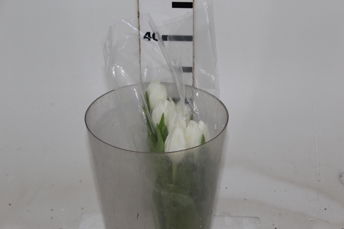 <h4>TULIPA BRANCO</h4>