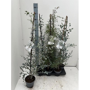 EUCALYPTUS