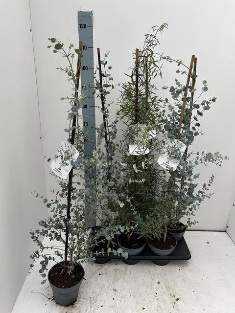 <h4>EUCALYPTUS</h4>