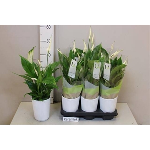 ARR SPATHIPHYLLUM