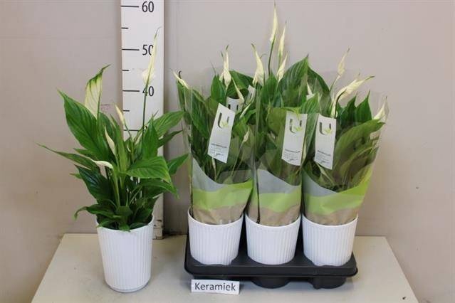 <h4>ARR SPATHIPHYLLUM</h4>