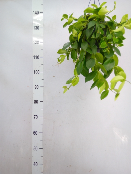 <h4>Aeschynanthus  'Mona Lisa'</h4>