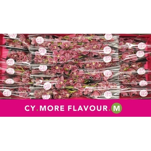 Mini cymbidium 'Rincon' 40 cm