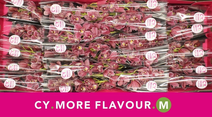 <h4>Mini cymbidium 'Rincon' 40 cm</h4>