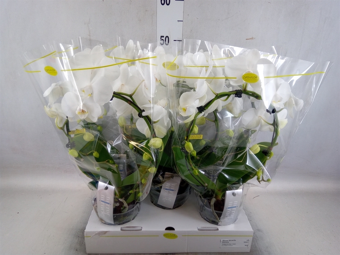 <h4>Phalaenopsis   ...white</h4>