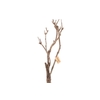 Syringa Branch Extra Langlois