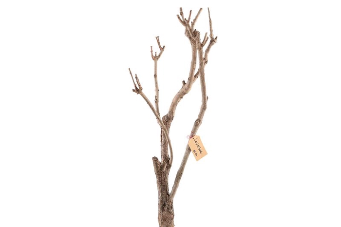 Syringa Branch Extra Langlois