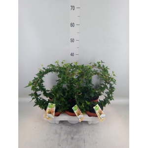 Hedera   ...green leafed