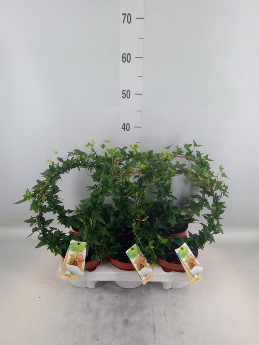 <h4>Hedera   ...green leafed</h4>