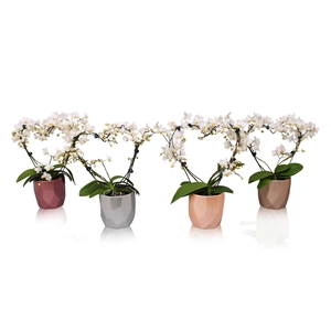 Phal. Multi vorm wit 