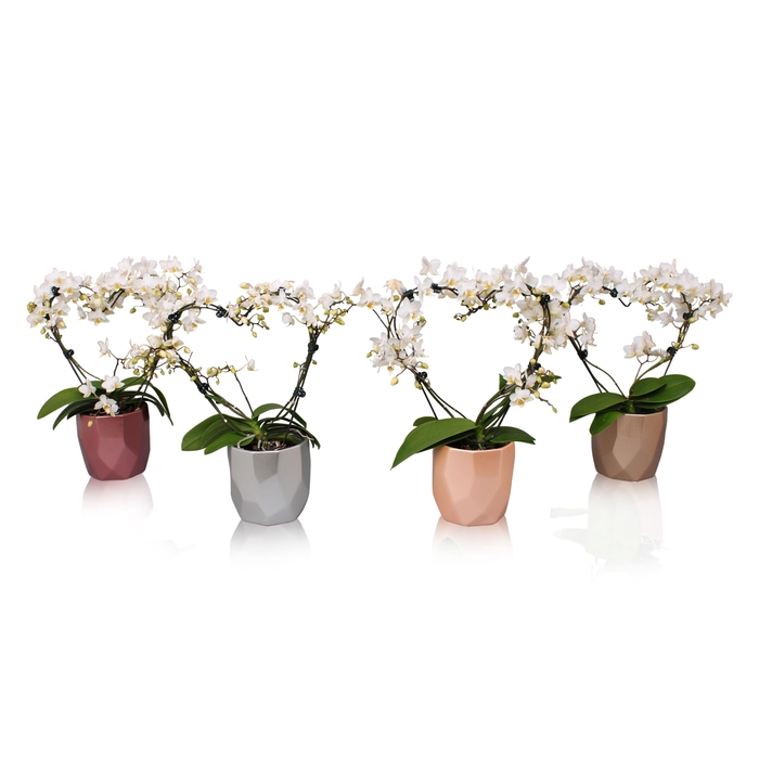 <h4>Phal. Multi vorm wit "Blossoming Heart" in BGC969 Vlakkenpot</h4>