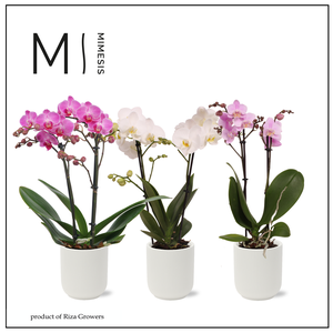 Phalaenopsis Charming Mix - 2 spike 9cm in Atlanta White | Mimesis