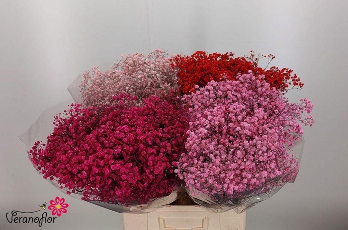 <h4>GYPS KLB H%</h4>