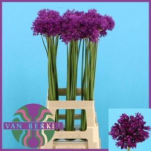 ALLIUM PURPLE SENS