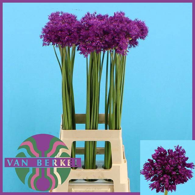 <h4>ALLIUM PURPLE SENS</h4>