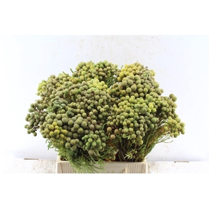 Kaaps Berzelia Abratanoides