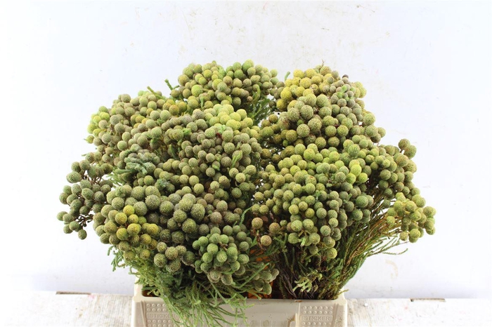 <h4>Kaaps Berzelia Abratanoides</h4>