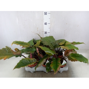 Philodendron   ...