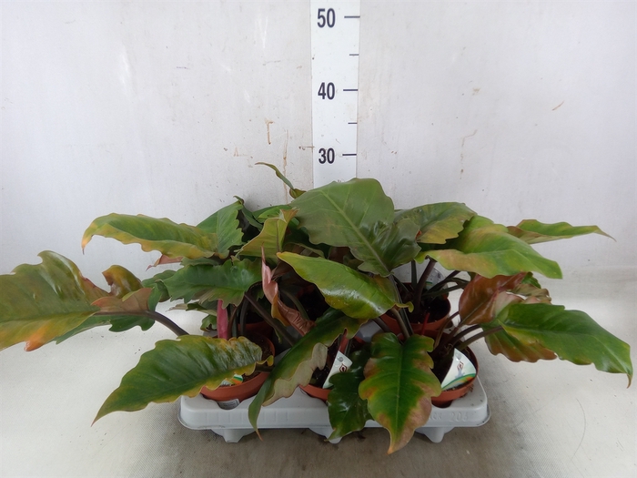 <h4>Philodendron   ...</h4>