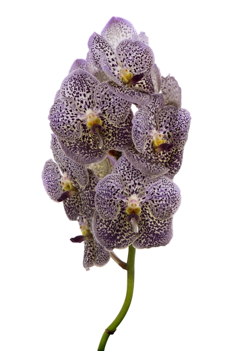 <h4>Vanda Grape Berry Spot</h4>