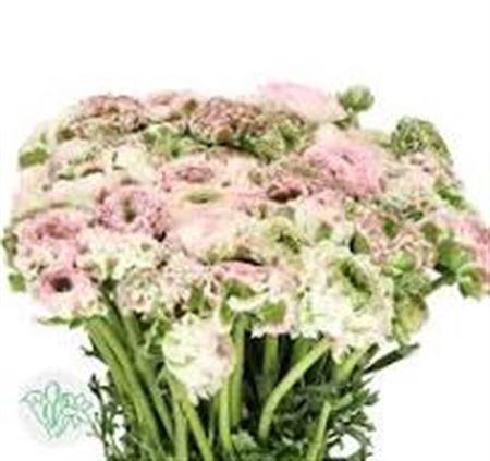 <h4>Ran Pon-pon Casper</h4>