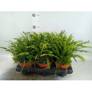 Nephrolepis cord. 'Duffii'
