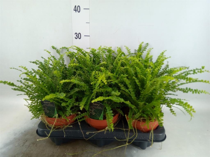 <h4>Nephrolepis cord. 'Duffii'</h4>