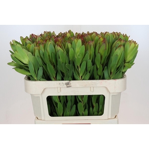 Leucadendron Goldstrike