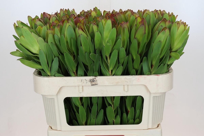 <h4>Leucadendron Goldstrike</h4>