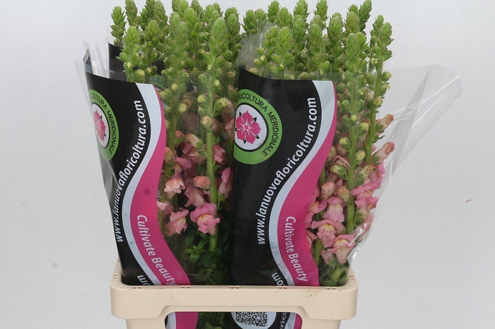 <h4>Antirrhinum Potomac Early Pink</h4>