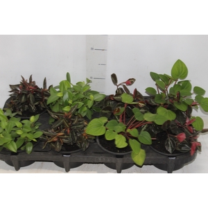 PEPEROMIA MINI C13 VARIADO
